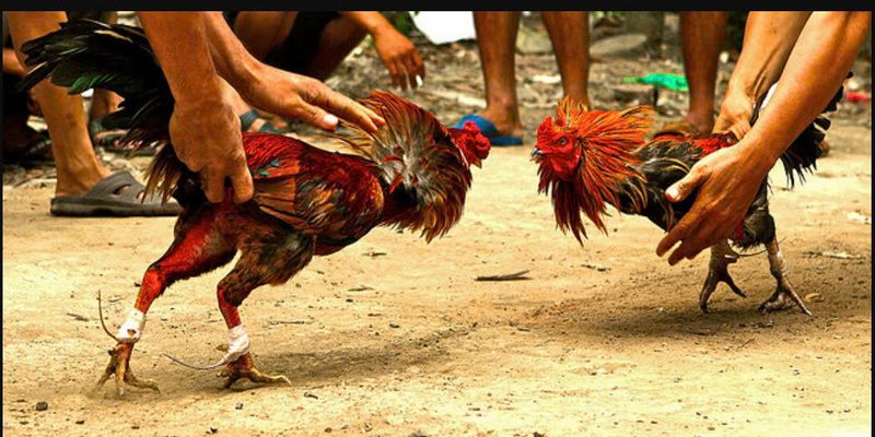 Mẹo đá gà UK88 rất khơi gợi đam mê