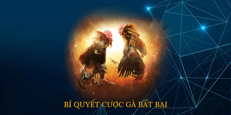 Bí quyết cược gà bất bại