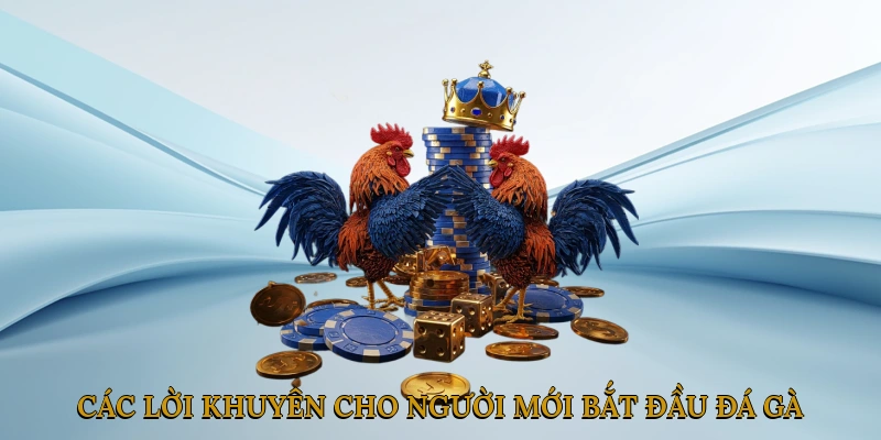 Các Lời Khuyên Cho Người Mới Bắt Đầu Đá Gà Trực Tiếp Thomo