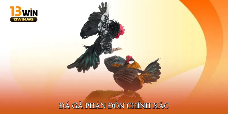 Đá gà phản đòn chính xác