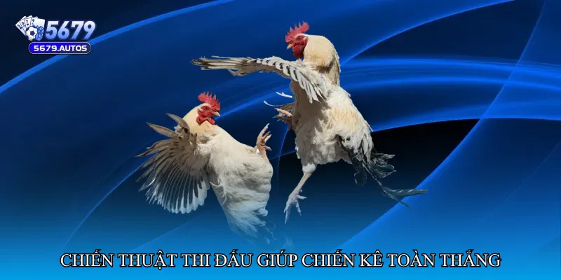 Chiến thuật thi đấu giúp chiến kê toàn thắng