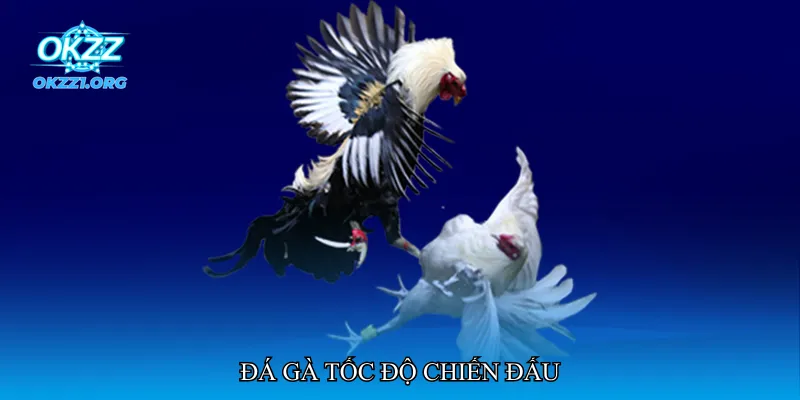 Đá gà tốc độ chiến đấu